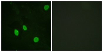 Cyclin H rabbit pAb Antibody