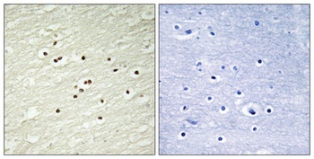 Cyclin H rabbit pAb Antibody