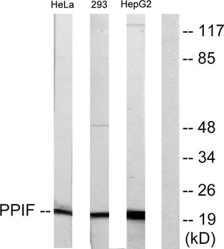 Cyclophilin F rabbit pAb Antibody