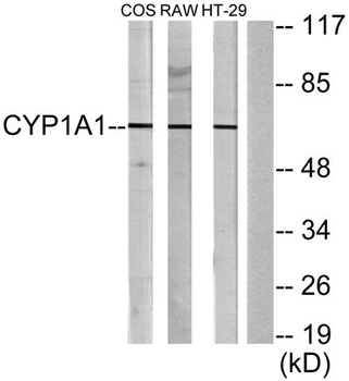 CYP1A1/2 rabbit pAb Antibody
