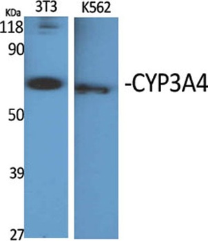 CYP3A4 rabbit pAb Antibody
