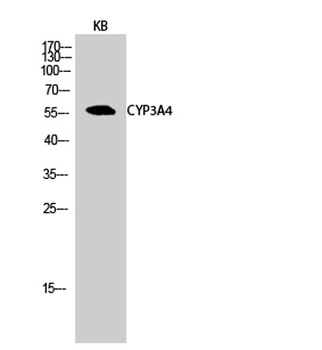 CYP3A4 rabbit pAb Antibody