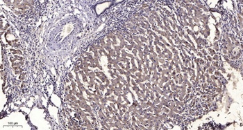 CYP3A4 rabbit pAb Antibody