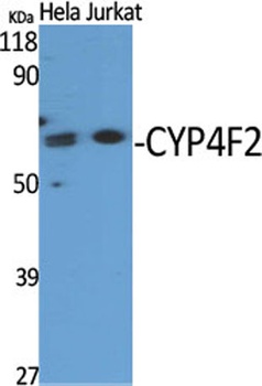 CYP4F2 rabbit pAb
