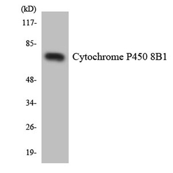 CYP8B1 rabbit pAb Antibody