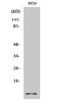 Cystatin A rabbit pAb Antibody