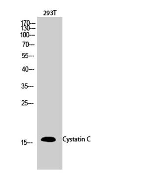 Cystatin C rabbit pAb