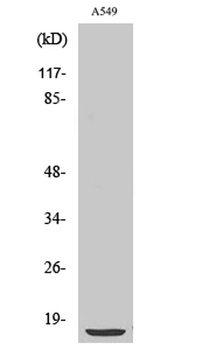 Cytochrome b5 rabbit pAb Antibody