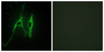 Cytochrome b5 rabbit pAb Antibody