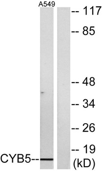 Cytochrome b5 rabbit pAb Antibody