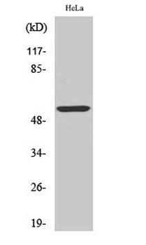 Cytokeratin 10 rabbit pAb Antibody
