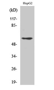 Dab1 rabbit pAb Antibody