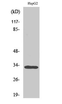 DcR3 rabbit pAb Antibody