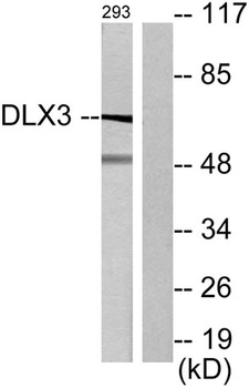 Dlx-3 rabbit pAb Antibody