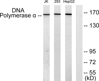 DNA pol α rabbit pAb Antibody