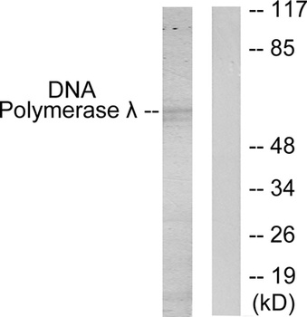 DNA pol λ rabbit pAb Antibody