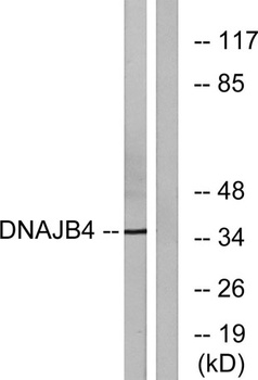 DnaJB4 rabbit pAb Antibody