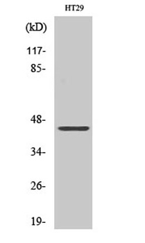 DPF2 rabbit pAb Antibody