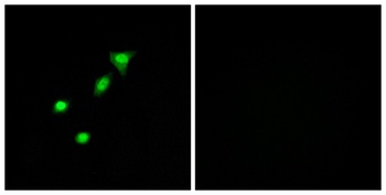 DPF2 rabbit pAb Antibody