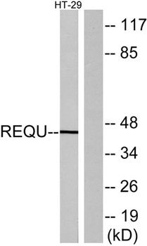 DPF2 rabbit pAb Antibody