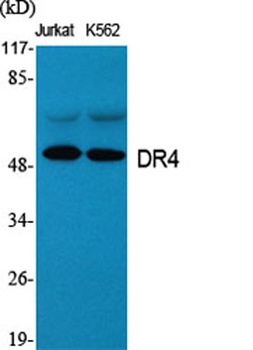 DR4 rabbit pAb Antibody