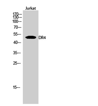 DR4 rabbit pAb Antibody