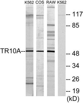 DR4 rabbit pAb Antibody