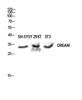 DREAM rabbit pAb Antibody