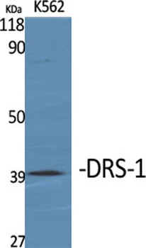 DRS-1 rabbit pAb Antibody