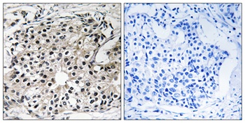 DRS-1 rabbit pAb Antibody
