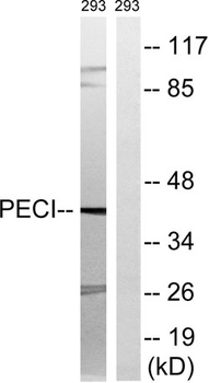 DRS-1 rabbit pAb Antibody