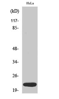 Dynein LC 1 rabbit pAb Antibody
