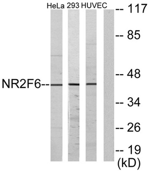 EAR2 rabbit pAb Antibody
