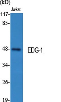 EDG-1 rabbit pAb Antibody