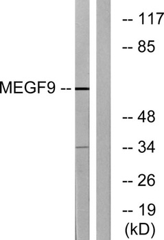 EGFL5 rabbit pAb Antibody