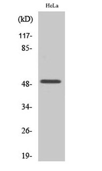 Egr-2 rabbit pAb Antibody
