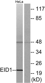 EID-1 rabbit pAb Antibody