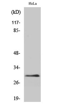 eIF3K rabbit pAb Antibody