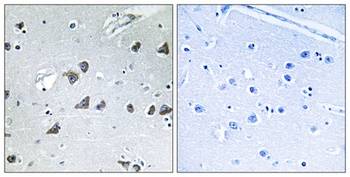 eIF3ε rabbit pAb Antibody