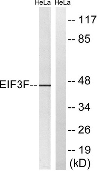 eIF3ε rabbit pAb Antibody