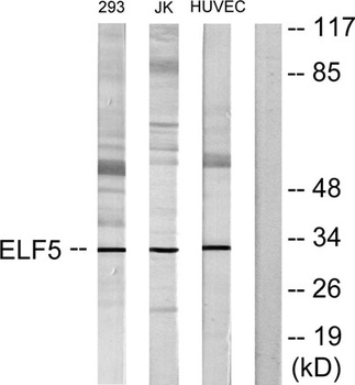 Elf-5 rabbit pAb Antibody