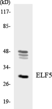 Elf-5 rabbit pAb Antibody