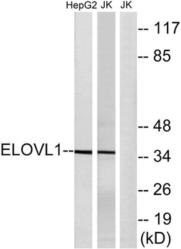 ELOVL1 rabbit pAb