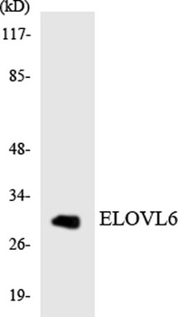 ELOVL6 rabbit pAb