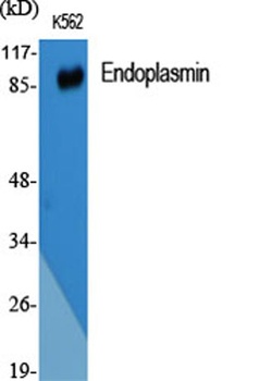 Endoplasmin rabbit pAb