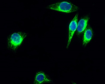 Enolase rabbit pAb Antibody