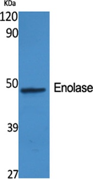 Enolase rabbit pAb Antibody