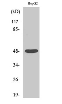 Enolase rabbit pAb Antibody