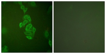 Enolase rabbit pAb Antibody