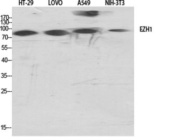 ENX-2 rabbit pAb Antibody